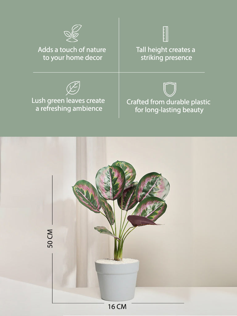 Westside Home Calathea Decorative Plant